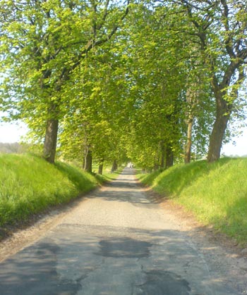 Kastanienallee nahe Schwaan