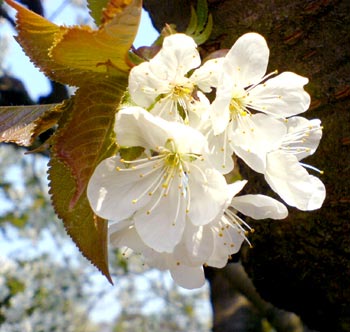 Kirschblüte