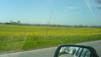 Rapsblüte bei Admannshagen