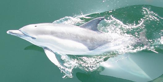 Delfin in der Ostsee vor Hiddensee