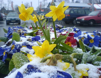 Ostern mit Schnee in Lübeck, eingescheite Frühlingspflanze