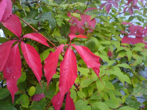 Rote und grüne Blätter im Herbst