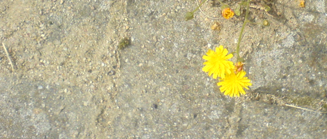 blume_03