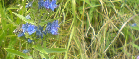 blume_04