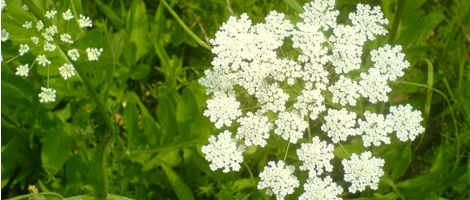 blume_05