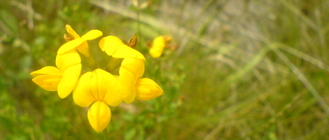 blume_06
