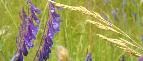 blume_07