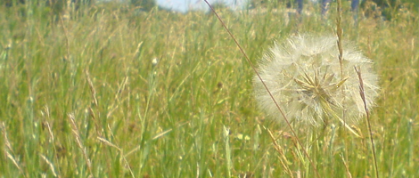 blume_08