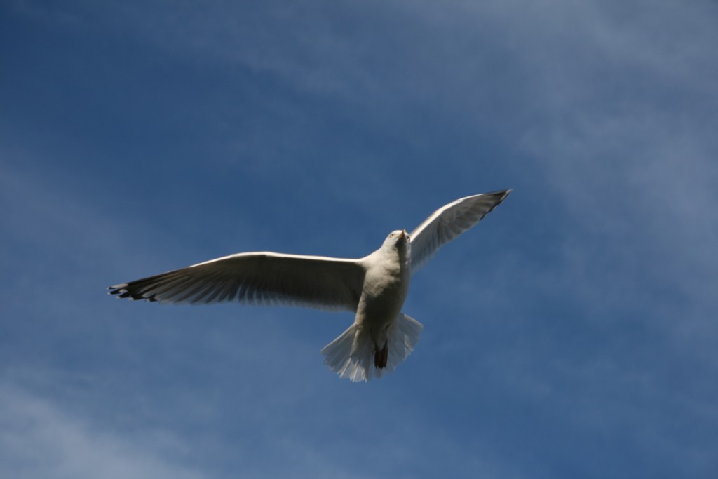 Möwe imFlug von unten fotografiert