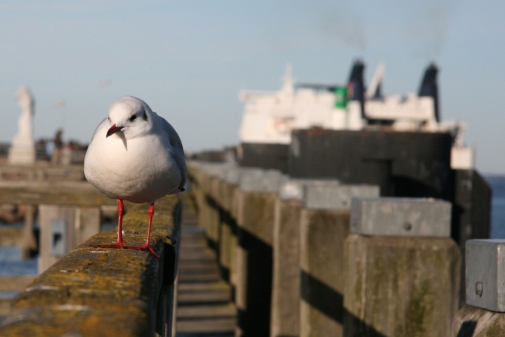 Möwe auf dem Geländer an Alten Strom