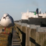 Möwe auf dem Geländer an Alten Strom