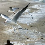 Möwen an der Seebrücke von Zingst