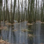 Eisdecke überm Moor