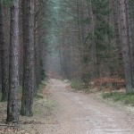 Einsamer Waldweg im Winter