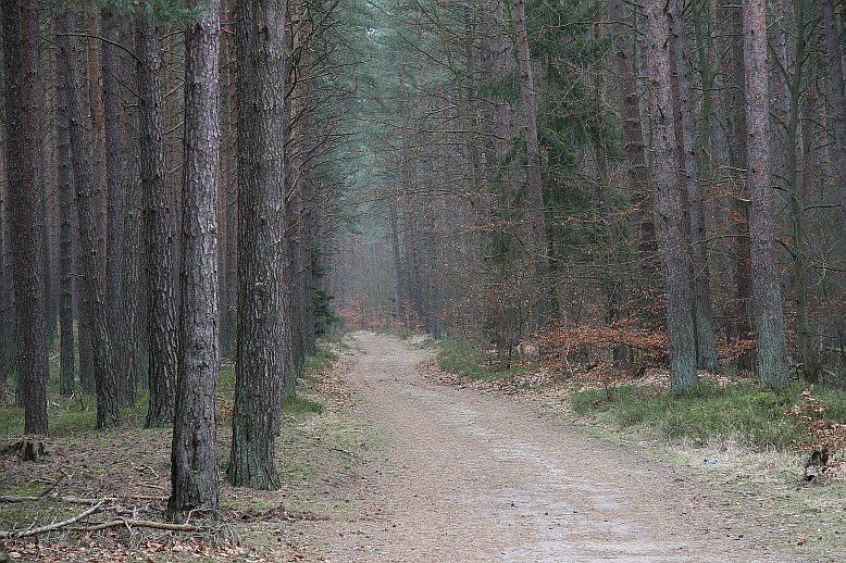 Einsamer Waldweg im Winter