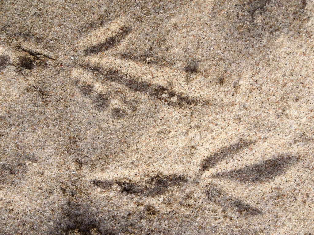 Sandabdruck von Rabenfüßen