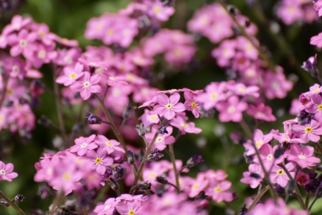 rosa Vergissmeinnichtblüten