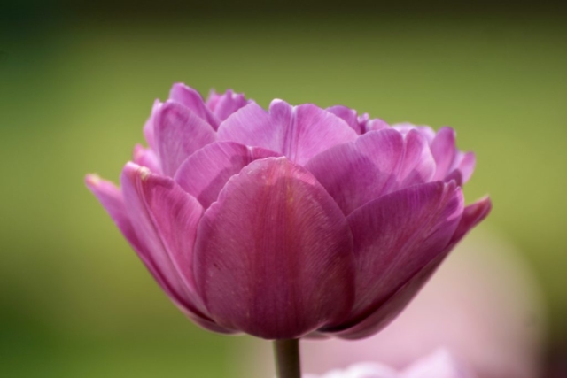 rosa Tulpenblüte