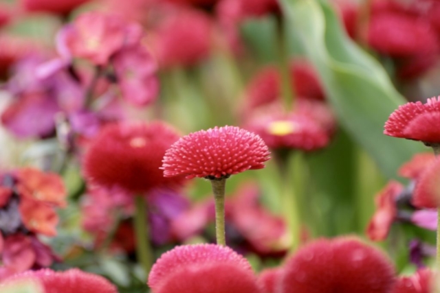 Leuchtend rote Tausendschönchen.