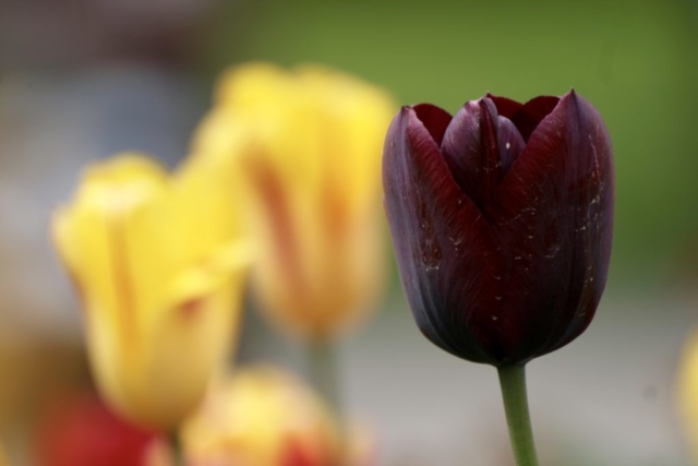 Weinrote Tulpenblüte mit Staub an den Blütenblättern.