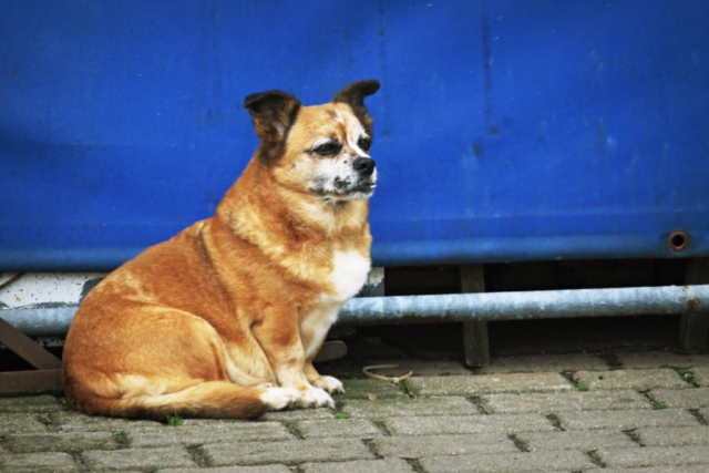 Übergewichtiger Schoßhund.