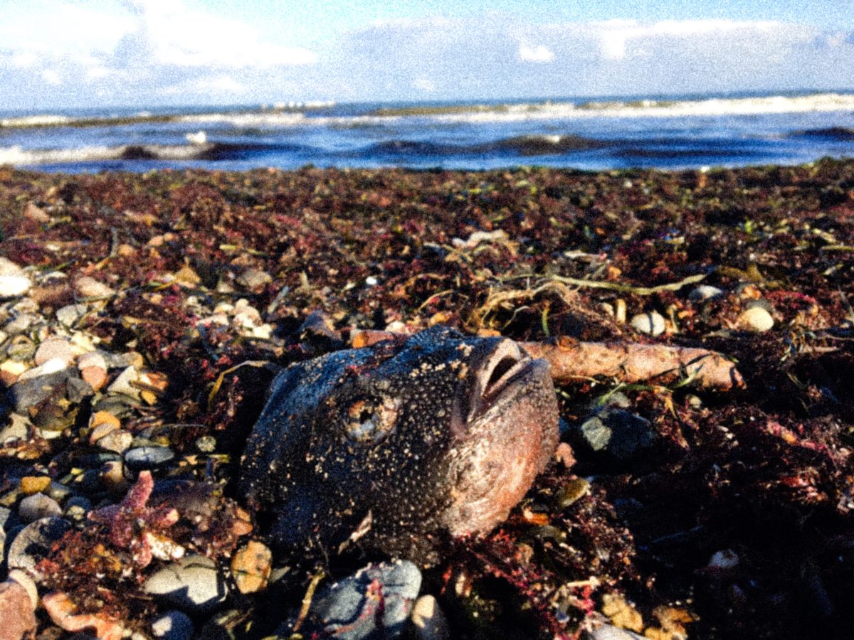 Boltenhagen: Leichenteile am Strand