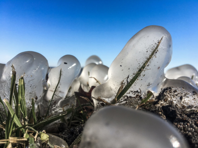 Von Eis umschlossener Grashalm vor blauem Himmel.