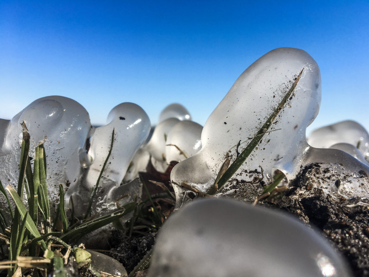 Von Eis umschlossener Grashalm vor blauem Himmel.