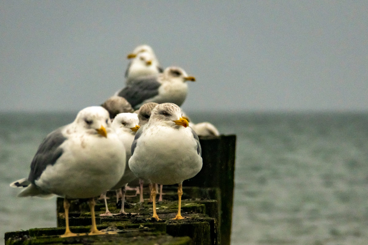 Möwen auf einer Buhne am Strand von Kühlungsborn