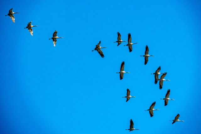 Kraniche am blauen Himmel