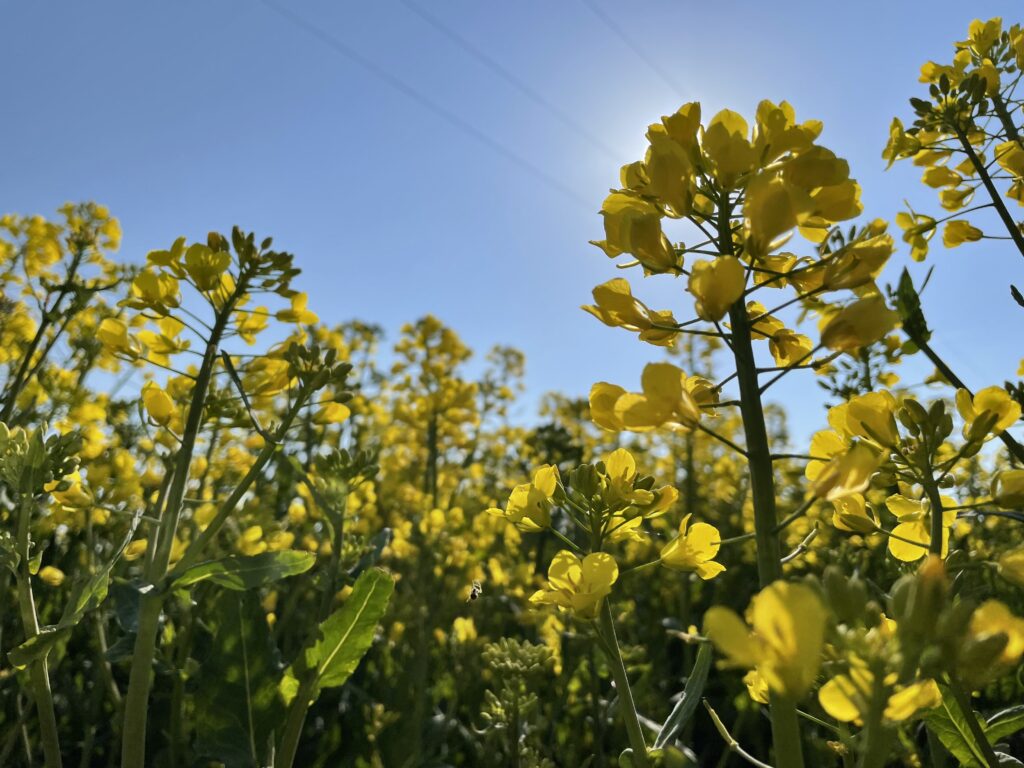 Junge gelbe Rapsblüten und Knospen vor strahlend blauem Himmel. Durch einige Blütenblätter scheint Sonnenlicht.