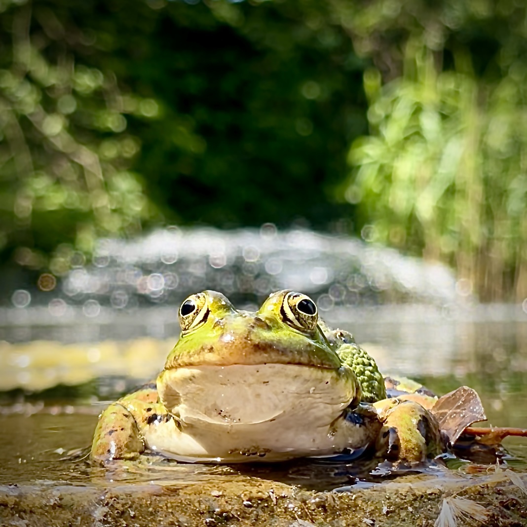 Noch mehr Froschcontent