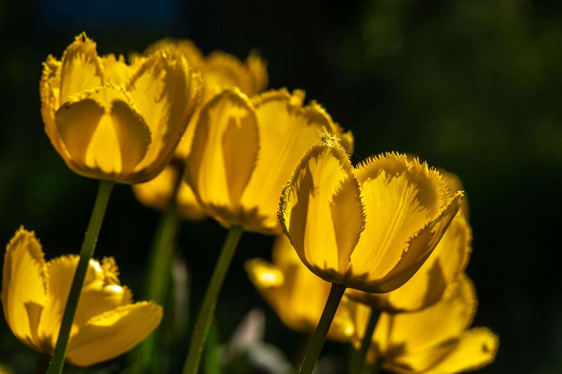 2018-04-29-Tulpen_01.jpg